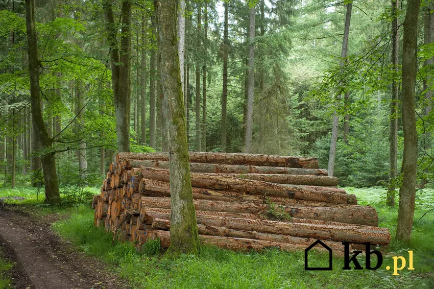 Nawet drewno wielkowymiarowe może być użyte jako opał, barierą może być tylko cena