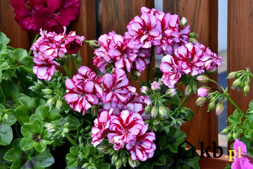 Uprawiane pelargonie są zwykle hybrydami i kultywarami form botanicznych liczne odmiany pelargonii różnią się wielkością i kolorem kwiatów oraz pokrojem