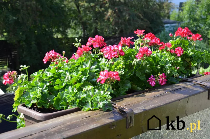 Pelargonie stanowią ozdobę balkonu przez cały sezon Rozwijanie licznych kwiatów przez cały sezon wiąże się z dużym zapotrzebowaniem na składniki pokarmowe