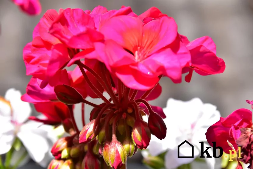 Pojedyncze kwiaty pelargonii są zebrane w kwiatostany Przekwitłe kwiaty pelargonii należy usuwać, aby pobudzić roślinę do tworzenia nowych