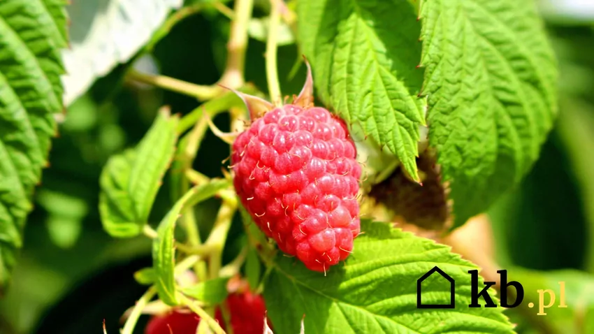 Obfite owocowanie i zdrowy wzrost malin zależy od odpowiedniego nawożenia Najbardziej odpowiednie do nawożenia malin są nawozy organiczne, ponieważ powoli i przez długi czas uwalniają do gleby składniki odżywcze