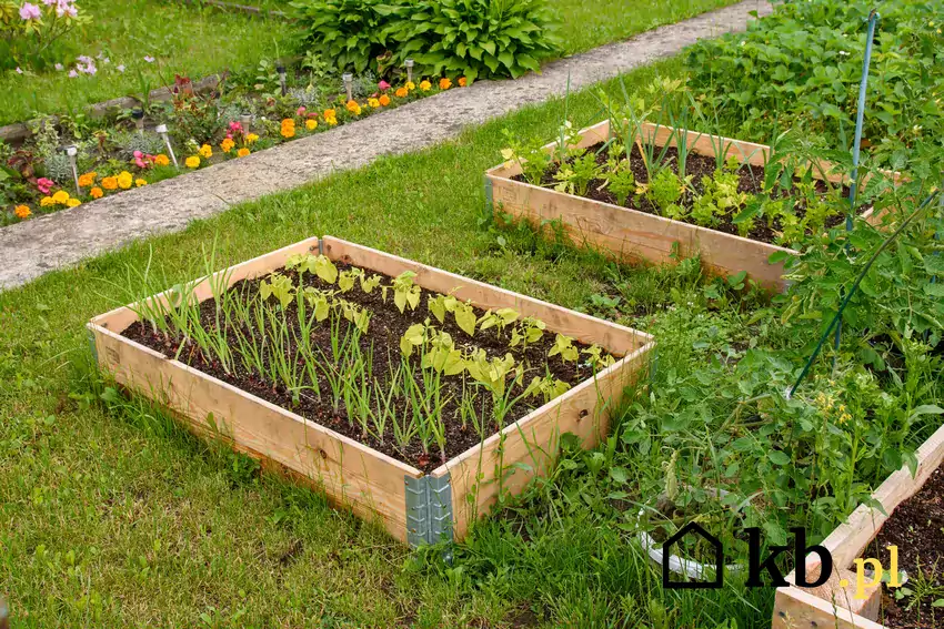 Planowanie własnego ogródka warzywnego