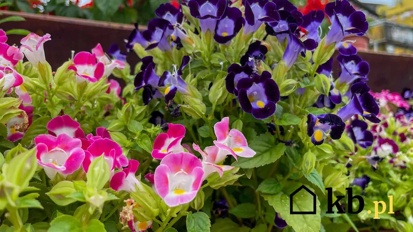 Torenia na balkonie