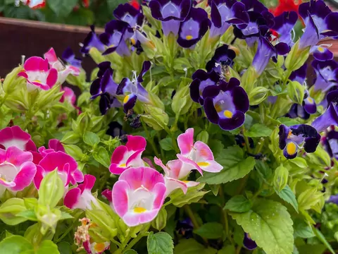 Posadź toernię zamiast pelargonii