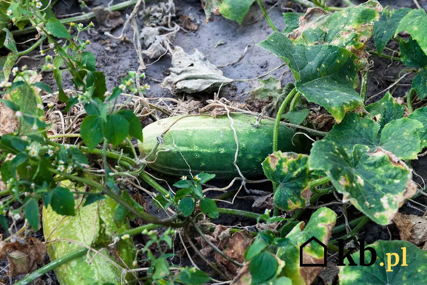 Naturalny preparat z mleka i jodyny wspiera ochronę ogórków przed chorobami grzybowymi, ale nie zastępuje chemicznych środków przy silnym porażeniu Wyschnięte krzewy ogórka