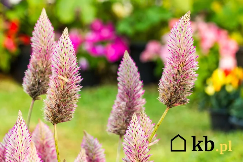 Kwiaty Ptilotus exaltatus