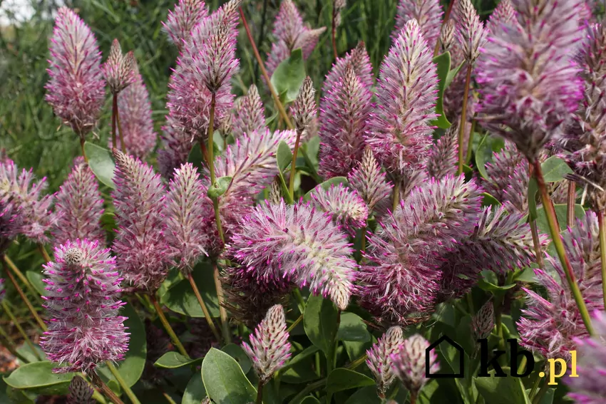 Ptilotus exaltatus w ogrodzie