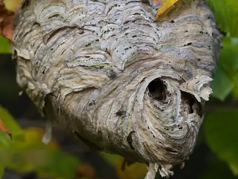 Szerszenie nie znoszą zapachu tej rośliny. Warto mieć ją w ogrodzie