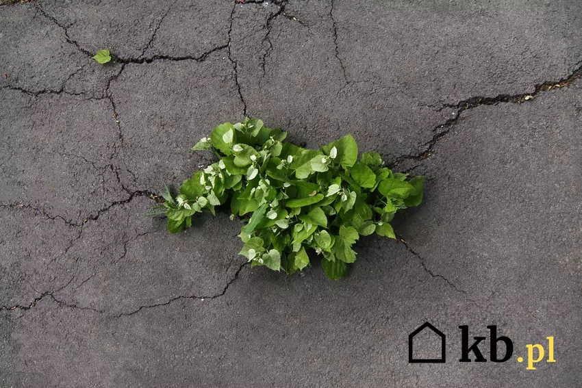 Pęknięty beton, a także jak naprawić ubytki w betonie, a także metody naprawy wszelkich pęknięć i ubytków