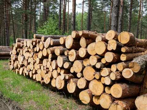 Lasy paliwem energetycznym