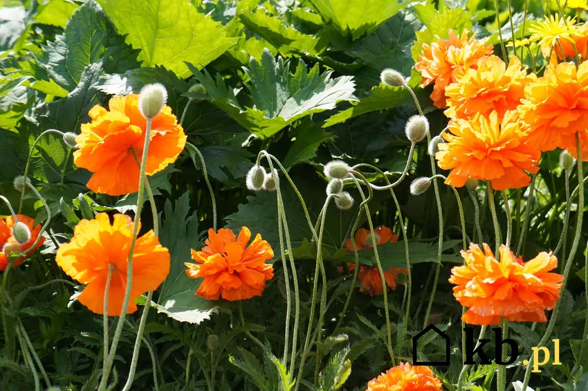 Pomarańczowe kwiaty maku