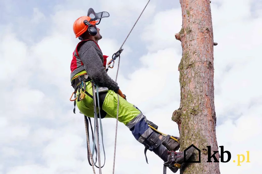 Mężczyzna przy pracy – usuwanie drzewa z prywatnej posesji Mężczyzna wycinający drzewo na posesji