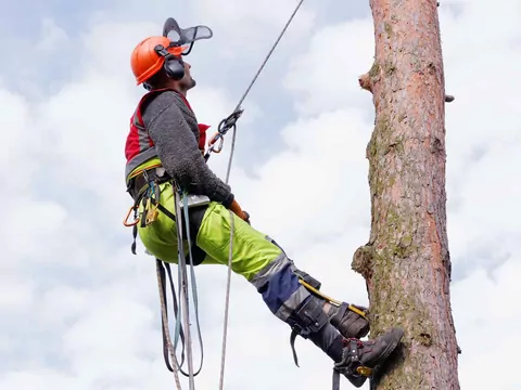 Kiedy można wyciąć drzewo bez zgody