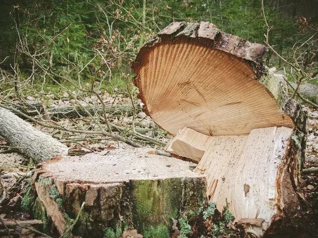 Kiedy można wyciąć drzewo bez zgody