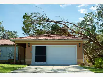 Ilustracja artykułu drzewo sąsiada zawaliło się na twój dom? do czego masz prawo?