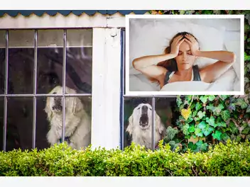 Ilustracja artykułu czy można zadzwonić na policję, gdy pies sąsiadów uporczywie szczeka?