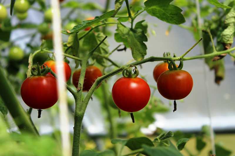 Pomidory rosnące w tunelu foliowym