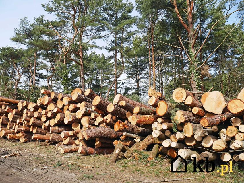 Cennik wycinki drzew 2022 w różnych regionach Polski