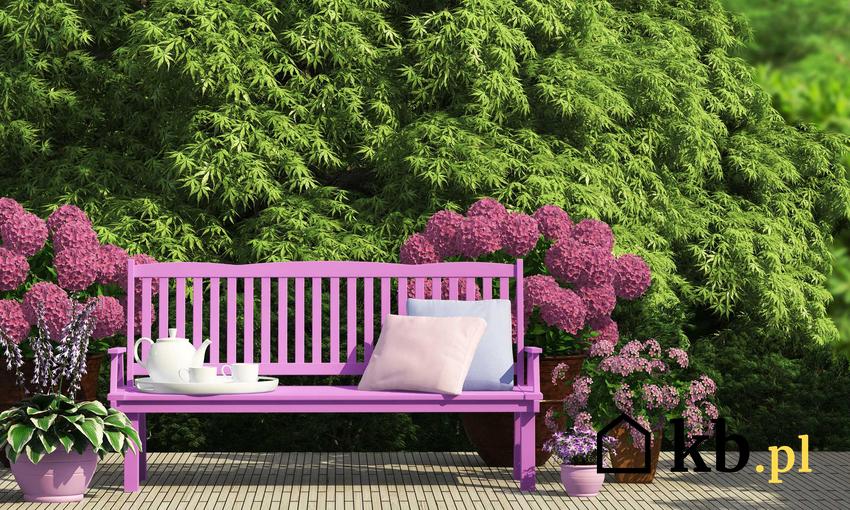 Drewniana ławka ogrodowa w kolorze intensywnego różu jako inspiracja na ławki ogrodowe do zakupu oraz ich ceny i najlepsze modele
