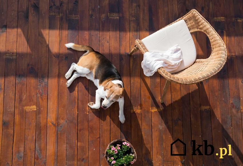 Pies leżący na tarasie oraz deski tarasowe w Castoramie, opinie na ich temat, zastosowanie, trwałość, ceny
