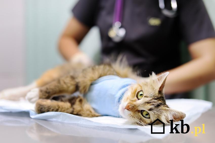 Zobacz, ile kosztuje sterylizacja kotki lub kastracja kota. Zobacz ceny w ponad 160 miastach w Polsce.