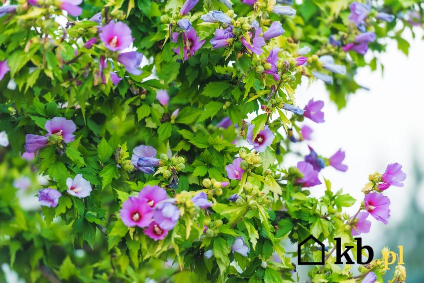 Hibiskus syryjski w czasie kwitnienia w ogrodzie, a także uprawa hibiskusa i pielęgnacja