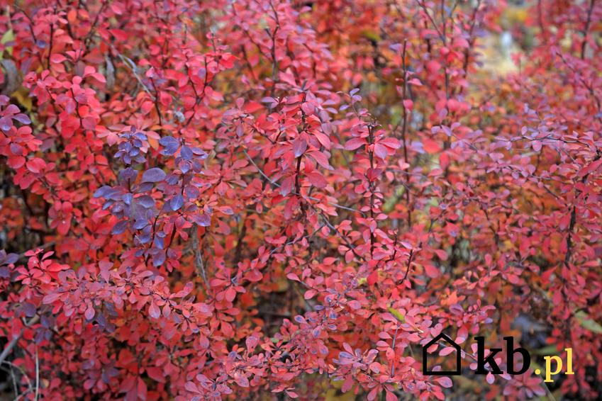 Berberys czerwony z łaciny berberys thunberga w czasie czerwonego liścia oraz jego sadzenie i uprawa