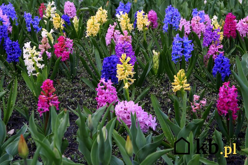 Różnokolorowe hiacynty w ogrodzie w czasie kwitnienia, a także porady, kiedy sadzić hiacynty