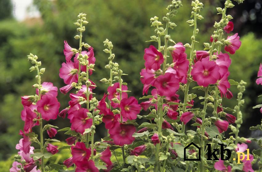 Kwiat malwa w czasie kwitnienia w ogrodzie, a także uprawa malwy ogrodowej krok po kroku