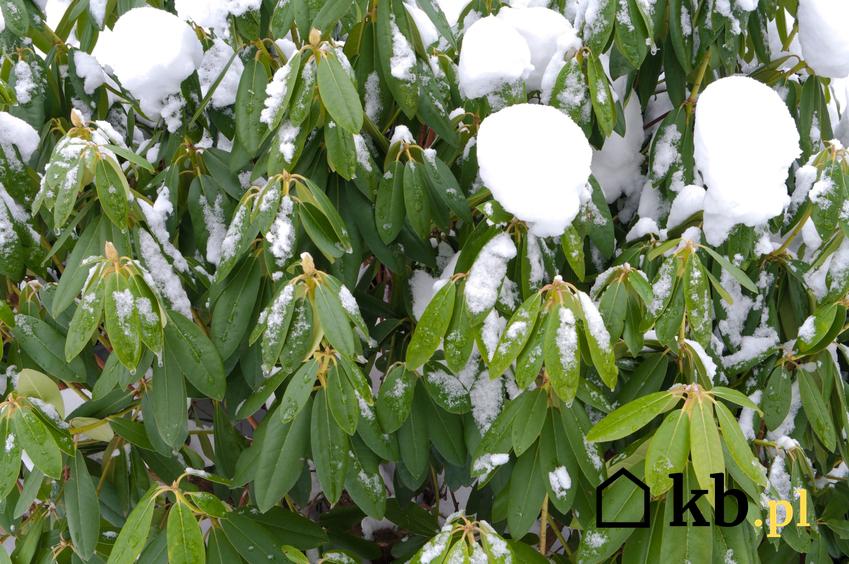 Krzew rododendron pokryty śniegiem, a także porady, jak zabezpieczyć rododendron na zimę