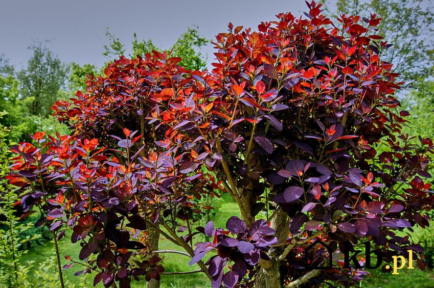 Krzew perukowiec podolski z czerwonymi liśćmi, a także jego odmiany i uprawa