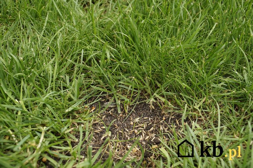 Niasona trawy w ubytku trawnika, czyli dosiewanie trawy, dosiewanie trawnika