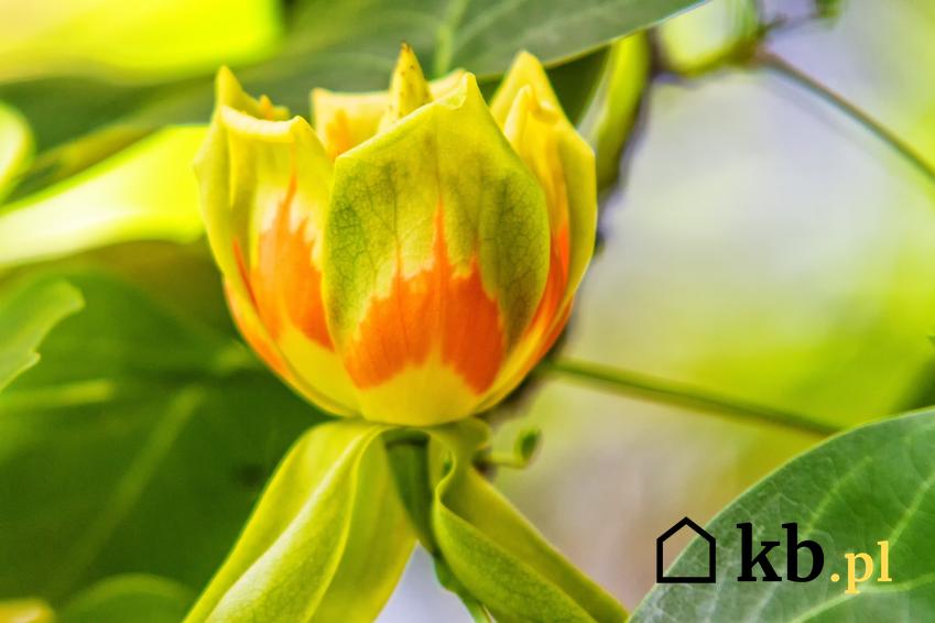 Drzewo tulipanowiec amerykański w czasie kwitnienia, a także cena tulipanowca i uprawa