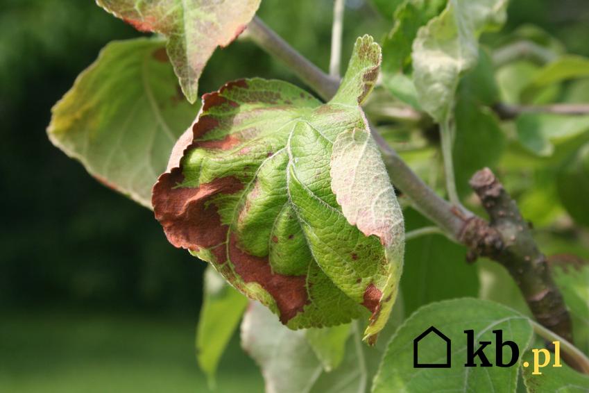 Zaraza ogniowa jabłoni na liściach, a także zaraza ogniowa gruszy i zwalczanie chorób