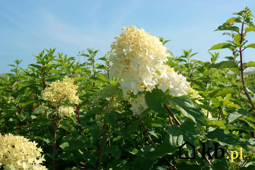 Hortensja bukietowa i jej kwiatostan, a także odmiany hortensji bukietowej i cięcie hortensji