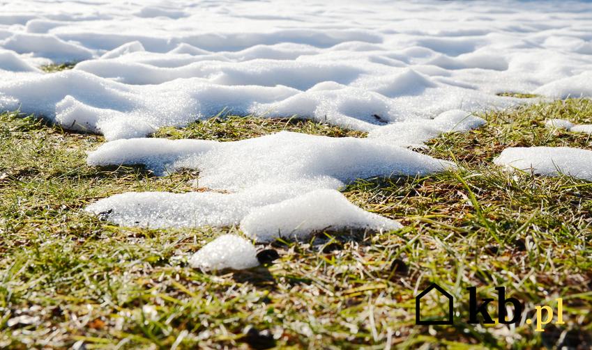 Trawnik po zimie z resztkami śniegu, a także pielęgnacja trawnika po zimie