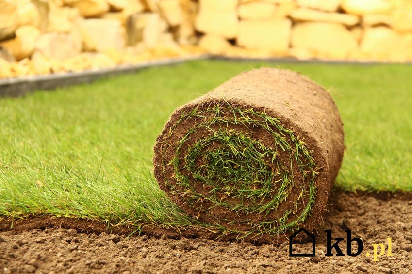 Trawnik rolowany rozwijany w ogrodzie, a także trawa z rolki, jej cena i zalety