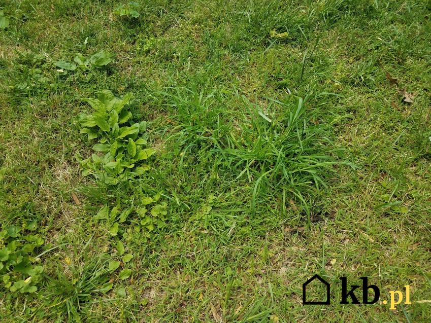Chwasty na trawniku, czyli chwasty w trawie i sposoby i metody na zwalczanie chwastów w trawie