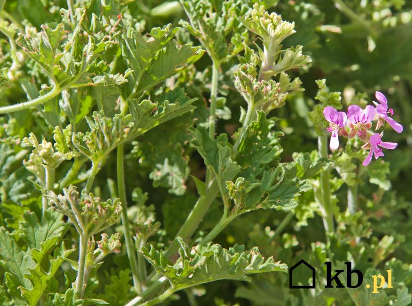 Kwiat pelargonia szorstka, geranium w czasie kwitnienia, a także uprawa, właściwości lecznicze i porady