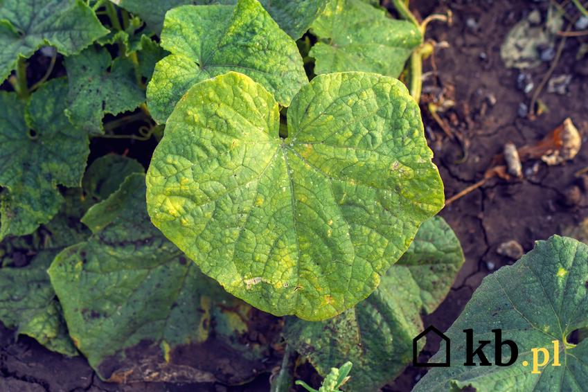 Porażone liście ogórka, a także choroby ogórków szklarniowych i gruntowych