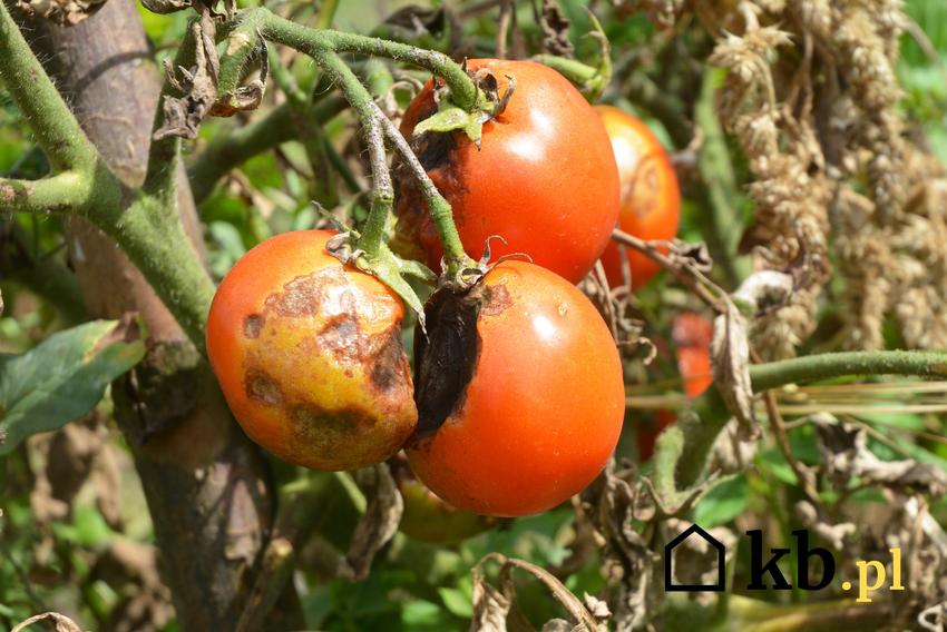 Zaraza ziemniaczana na pomidorach, a także zaraza ziemniaka, objawy i zwalczanie