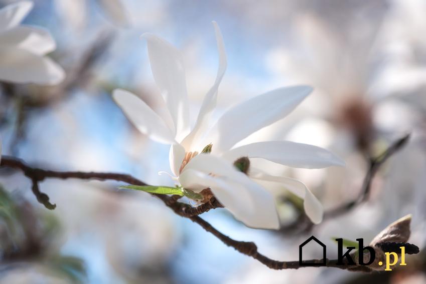Magnolia japońska, magnolia kobus i zbliżenie na kwiat, a także sadzenie, uprawa pielęgnacja