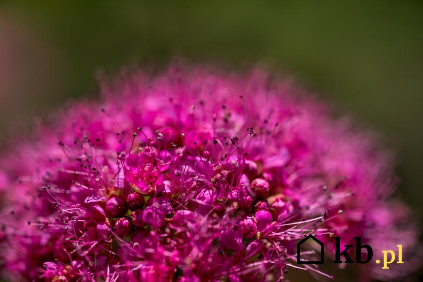 Tawuła gęstokwiatowa Spirea densiflora w ogrodzie w czasie kwitnienia, a także rozmnażanie i cięcie tawuły oraz uprawa