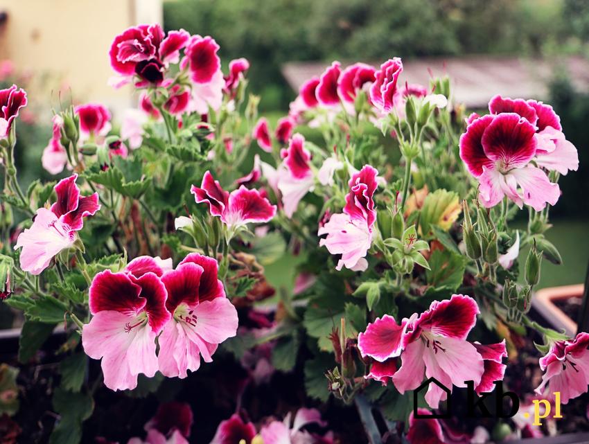 Kwiat pelargonia angielska w czasie kwitnienia, a także jej uprawa i pielęgnacja