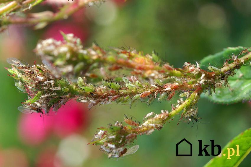 Pędy róż porażone przez mszyce, a także inne choroby i szkodniki róż krok po kroku, zwalczanie i opryski