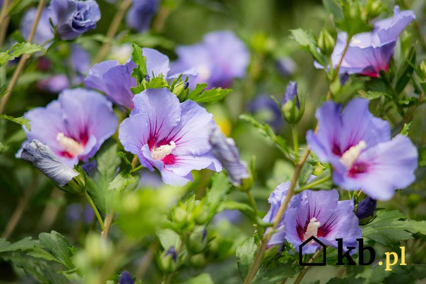 Ketmia bagienna (hibiskus) o niebieskich kwiatach w ogrodzie, a także sadzenie, pielęgnacja i wymagania krok po kroku