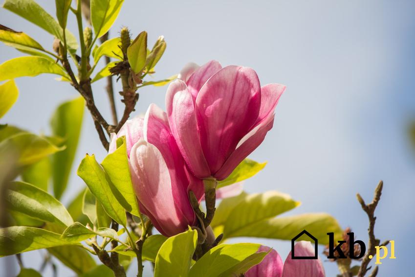 Krzew magnolia pośrednia (magnolia Soulange’a) i zbliżenie na jego kwiat, a także uprawa i pielęgnacja