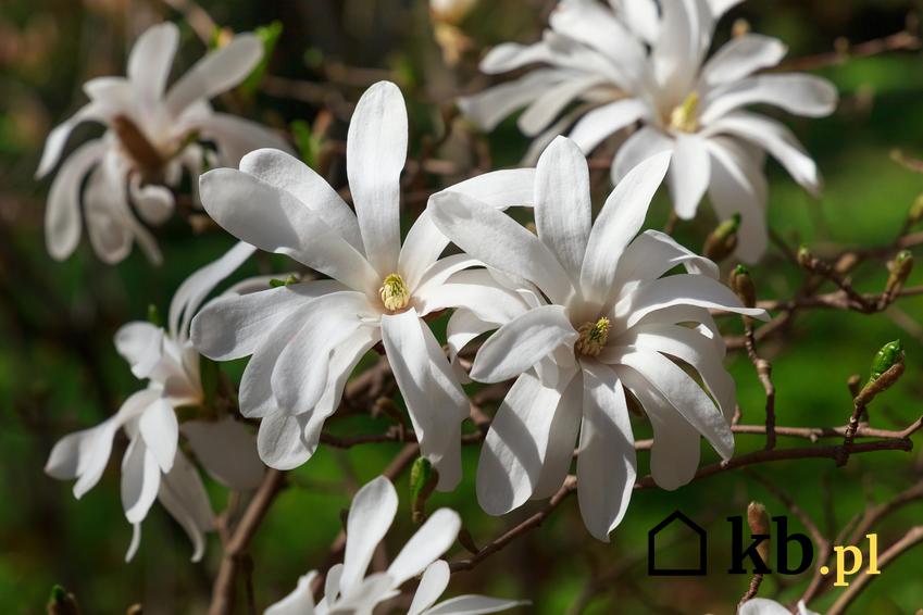 Krzew magnolia gwiaździsta i zbliżenie na jego kwiat, a także uprawa i pielęgnacja