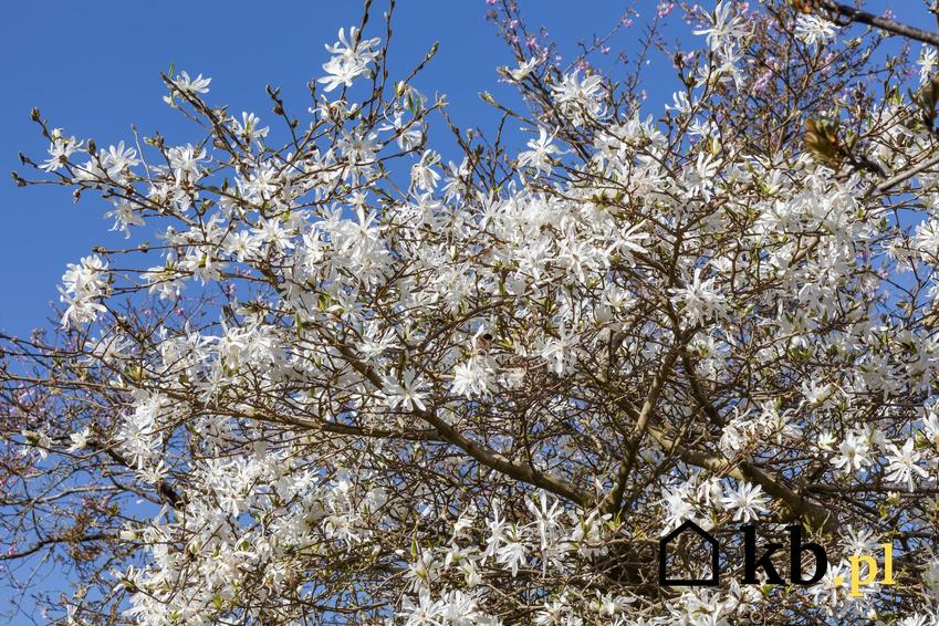 Krzew magnolia gwiaździsta w czasie kwitnienia na tle nieba, a także jej uprawa i pielęgnacja