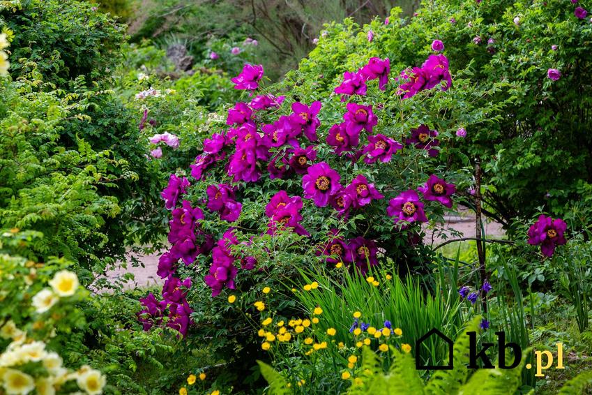 Krzew piwonii drzewiastej o fioletowych kwiatach w ogrodzie, a także wymagania, uprawa, pielęgnacja i zastosowanie